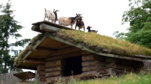 goat on roof 1